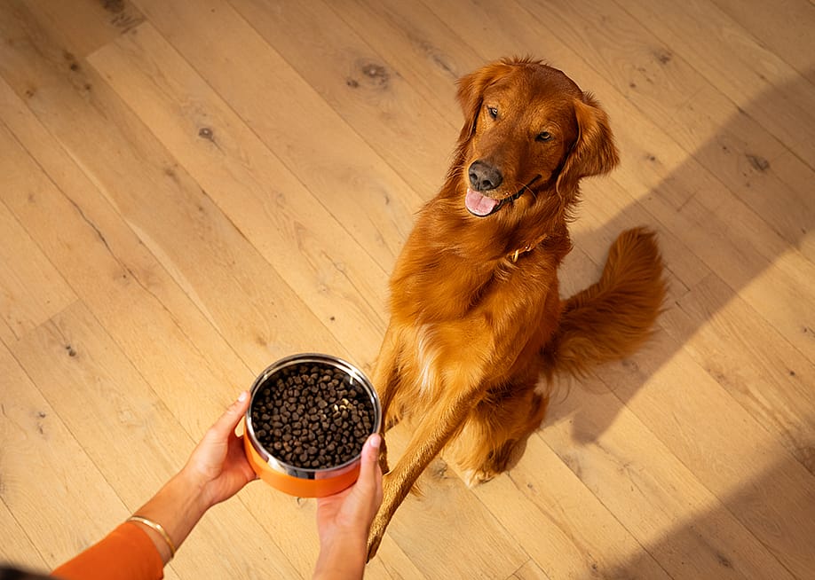 A person holding a bowl of kibble next to a golden retriever sitting on a floor. — K9 Natural