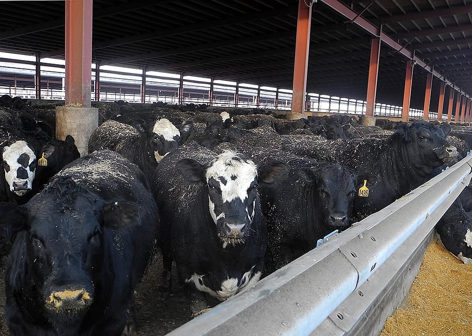 Cows feeding at a farm in Nevada, Iowa, the 6th largest US state producer of cattle. — JULIETTE MICHEL // AFP via Getty Images