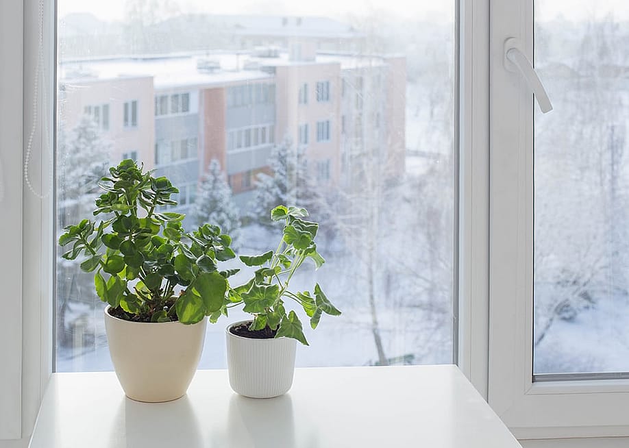 Green house plants placed by the window during winter. — Maya Kruchankova // Shutterstock