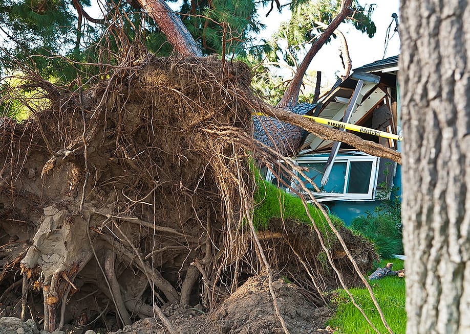 An old huge tree crashed into a residential home after a storm's onslaught. — Mediaonela1 // Shutterstock