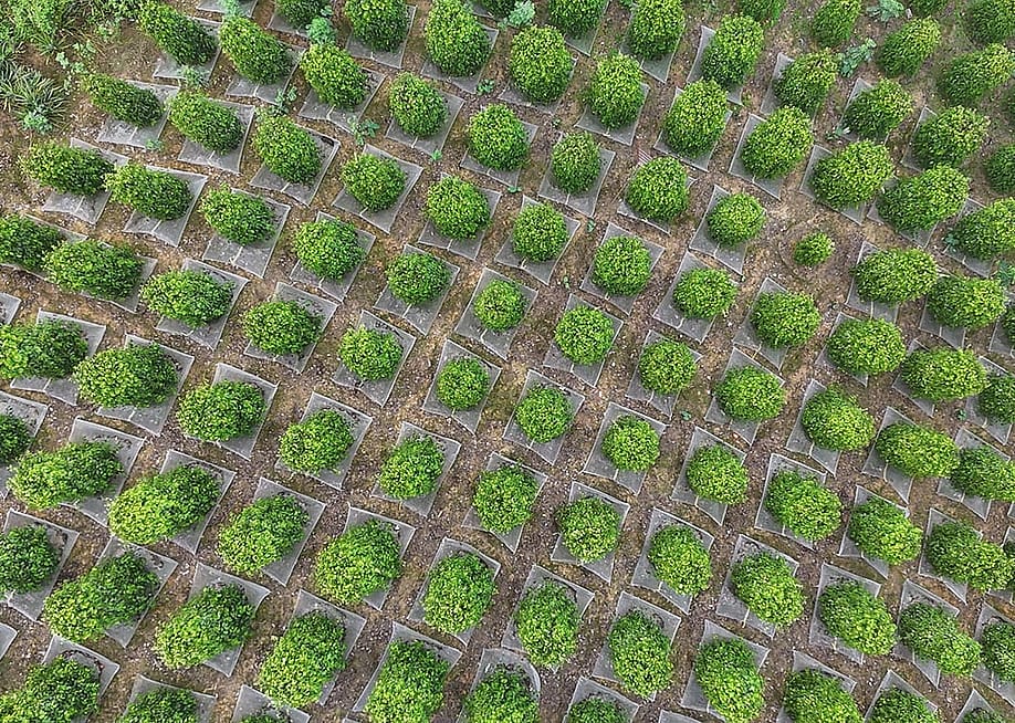 An aerial view of the hillside garden where Sarawak Pepper is cultivated in the environment that gives the product its recognised geographical identity. — Malaysian Pepper Board