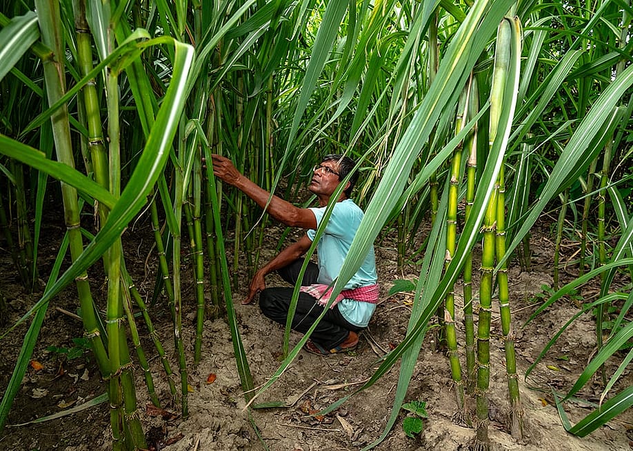 A sugarcane farmer inspecting sugarcane plants for harvest. — Soumyabrata Roy // NurPhoto via Getty Images