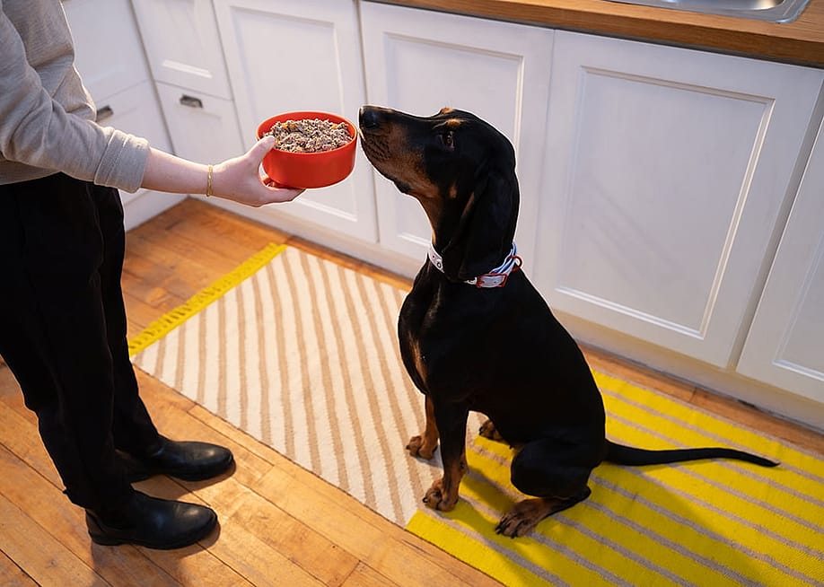 A Coonhound dog sitting attentively as its owner holds out a bowl of fresh dog food. — Tayler Smith // Ollie