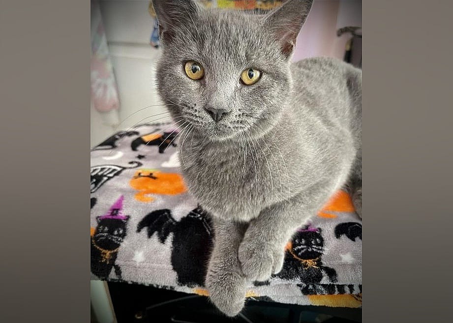 SAMSON