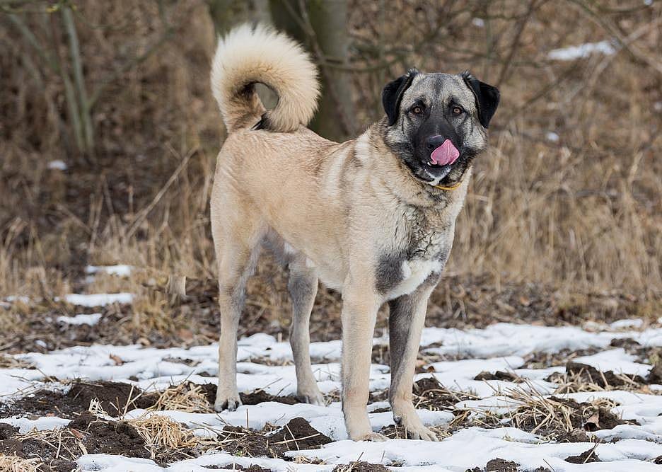 #94. Anatolian shepherd dog