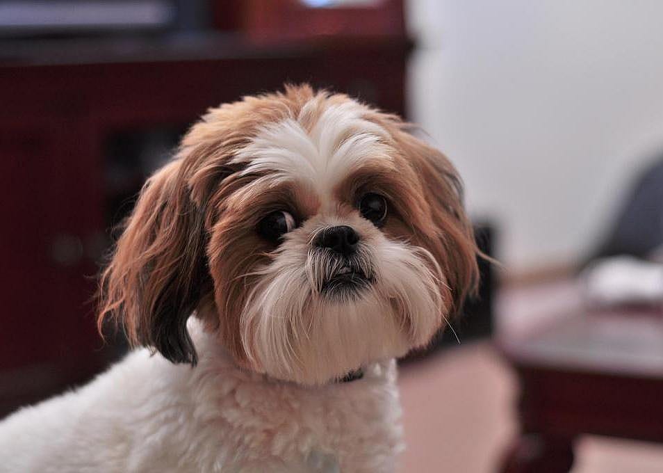 #20. Shih Tzu