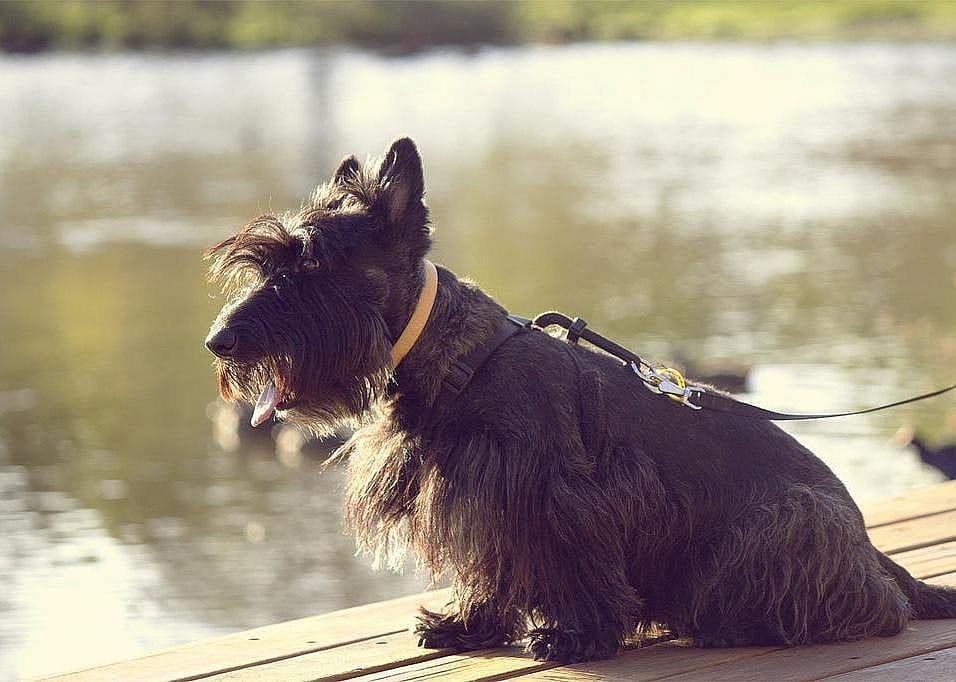 #56. Scottish terrier