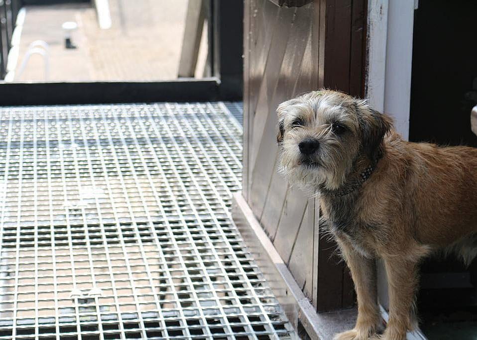 #84. Border terrier