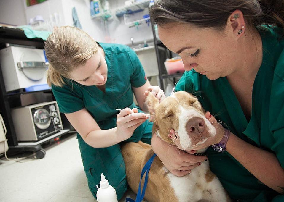 #3. Veterinarians