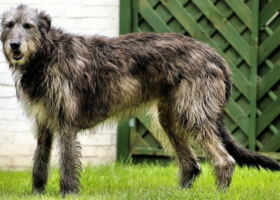 #76. Irish wolfhound