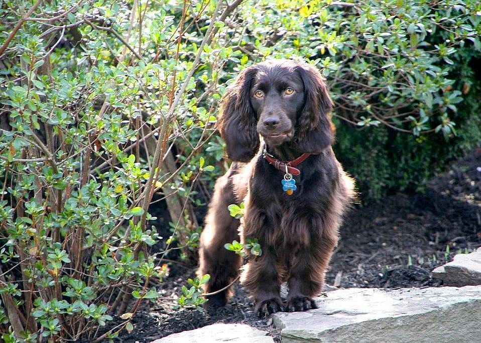 #89. Boykin spaniel