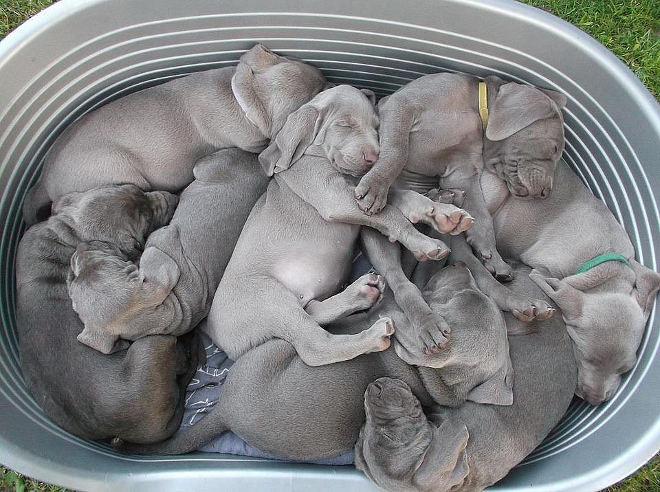 #48. Weimaraner