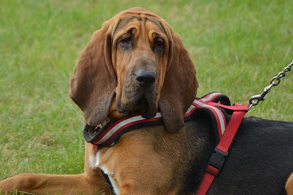 Comma hound