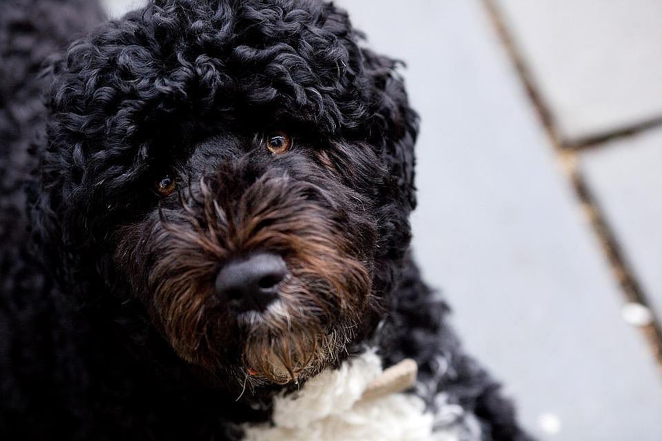 Shaggy dog story