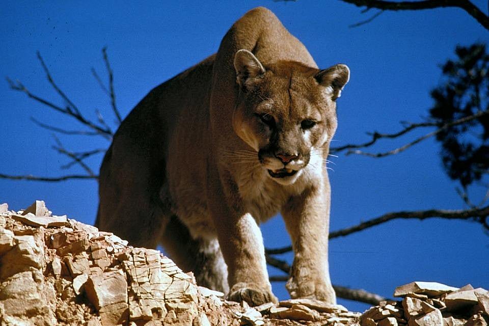 California: Treadmill-running mountain lions