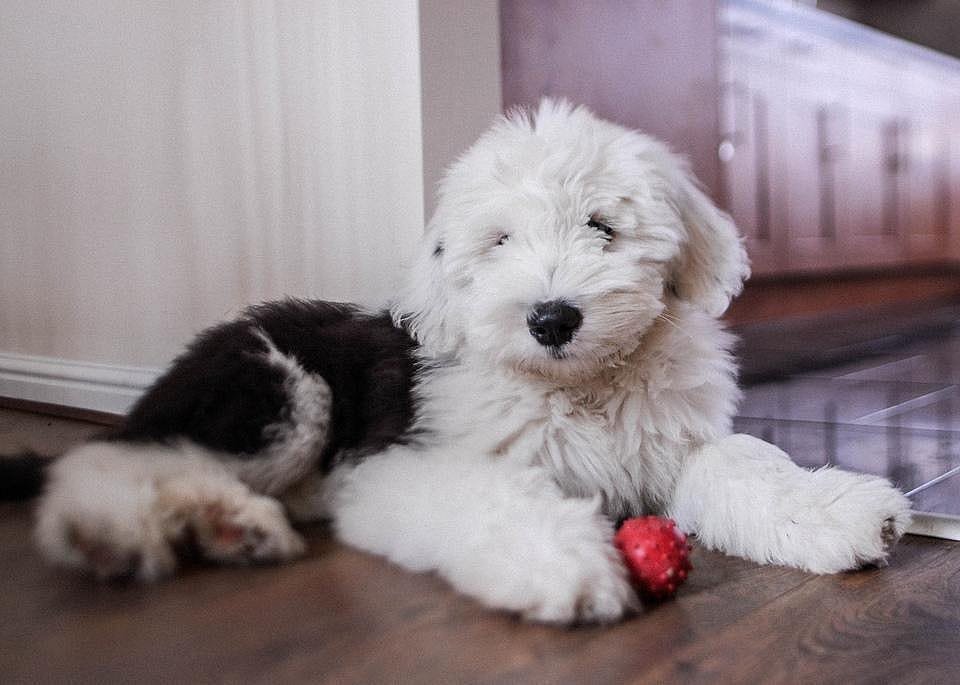 #70. Old English sheepdog