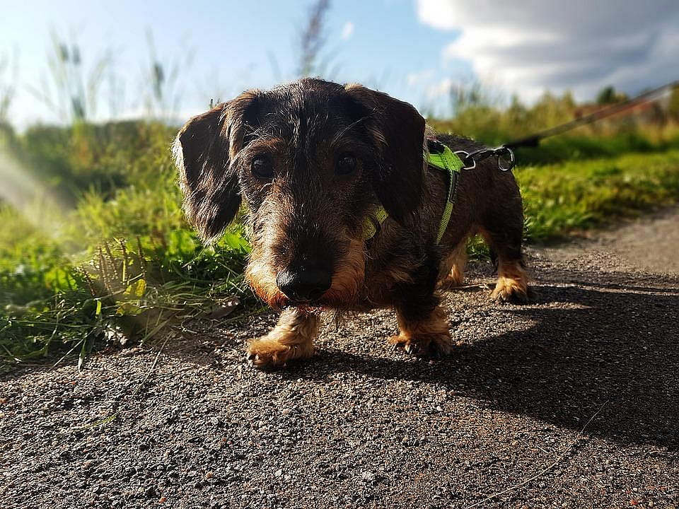 #6. Dachshund