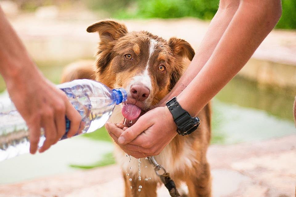 #53: Animal care and service workers