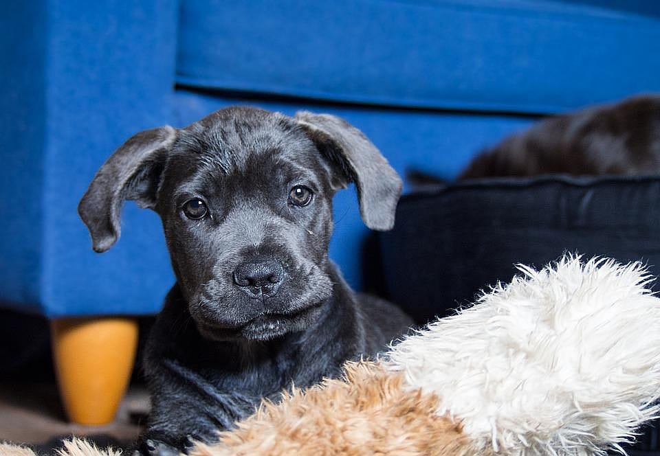 #16. Cane corso