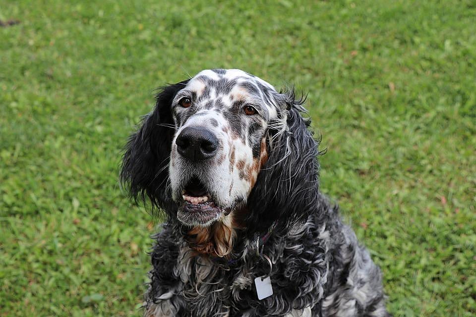 #17. Roxy