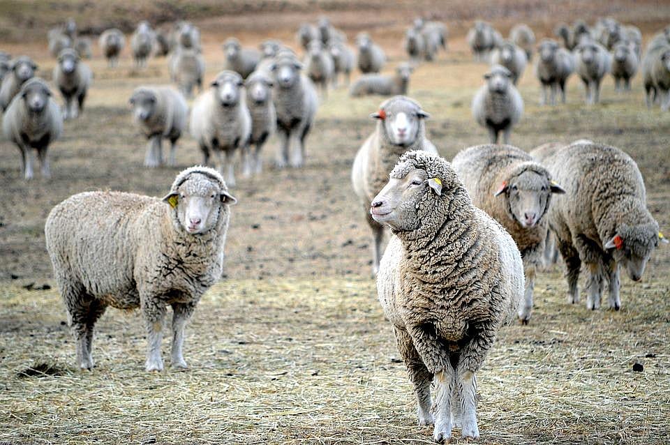 Montana: Sheep spending