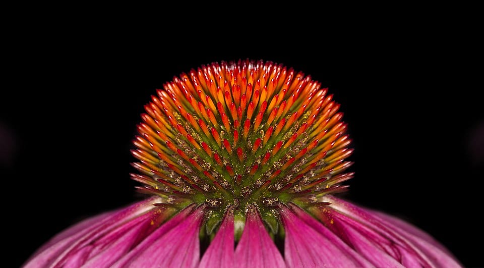 #5. Echinacea Herbal Tea Can Relieve Flu Symptoms