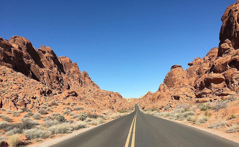 Clue: Nevada state bird