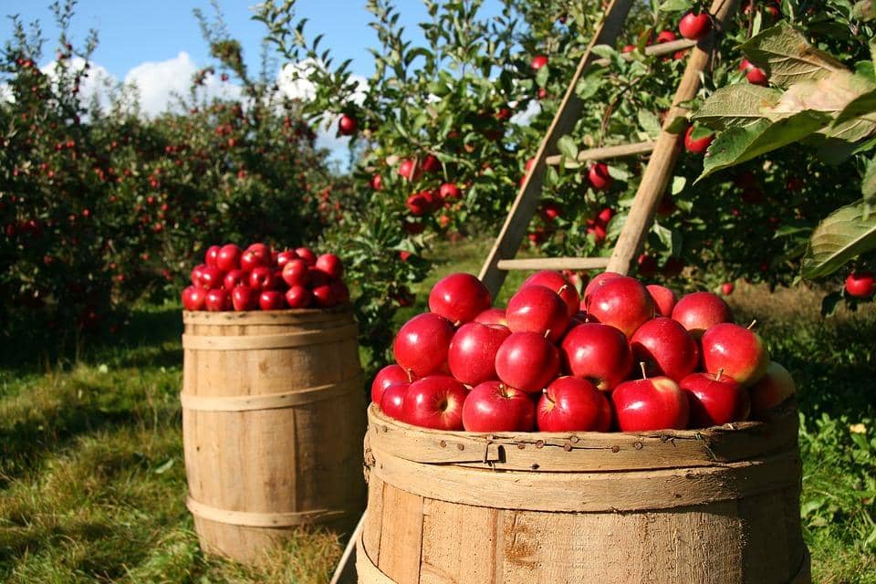 Fruit-picking robots