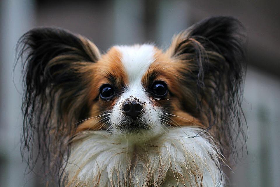 Running dog