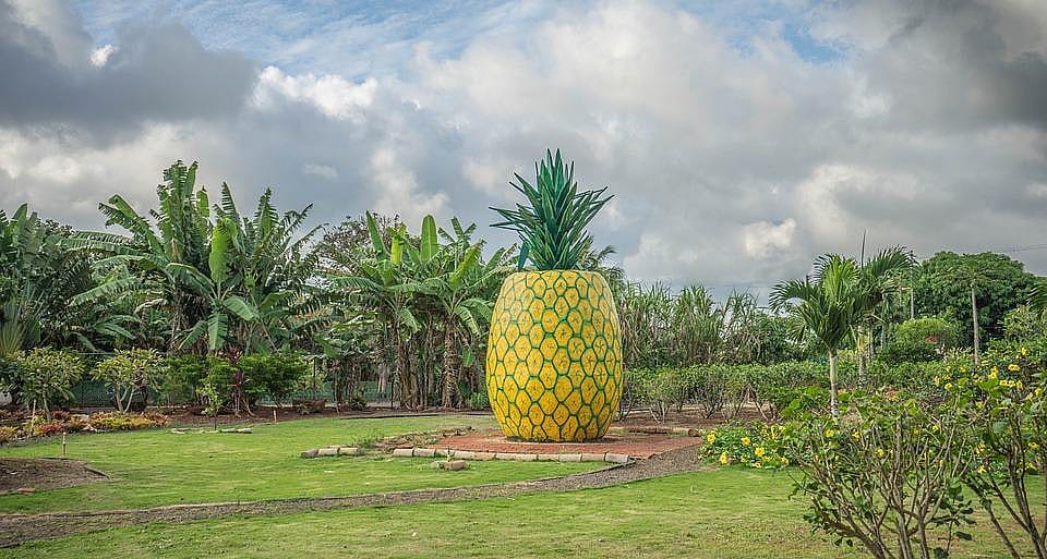 Hawaii: Dole Plantation