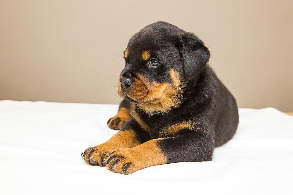 Sold a pup