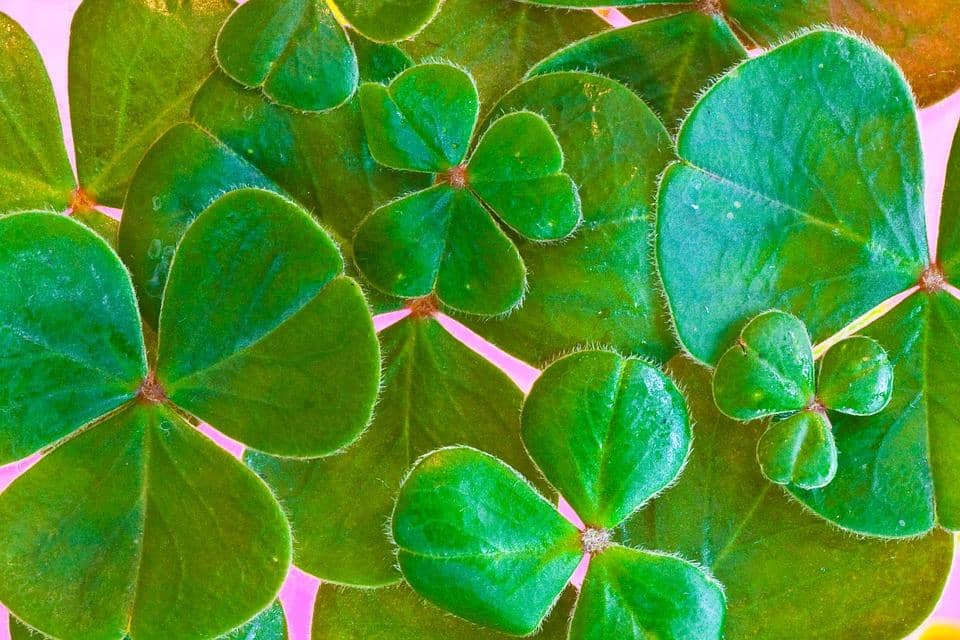 4: Number of leaves on a lucky Irish clover