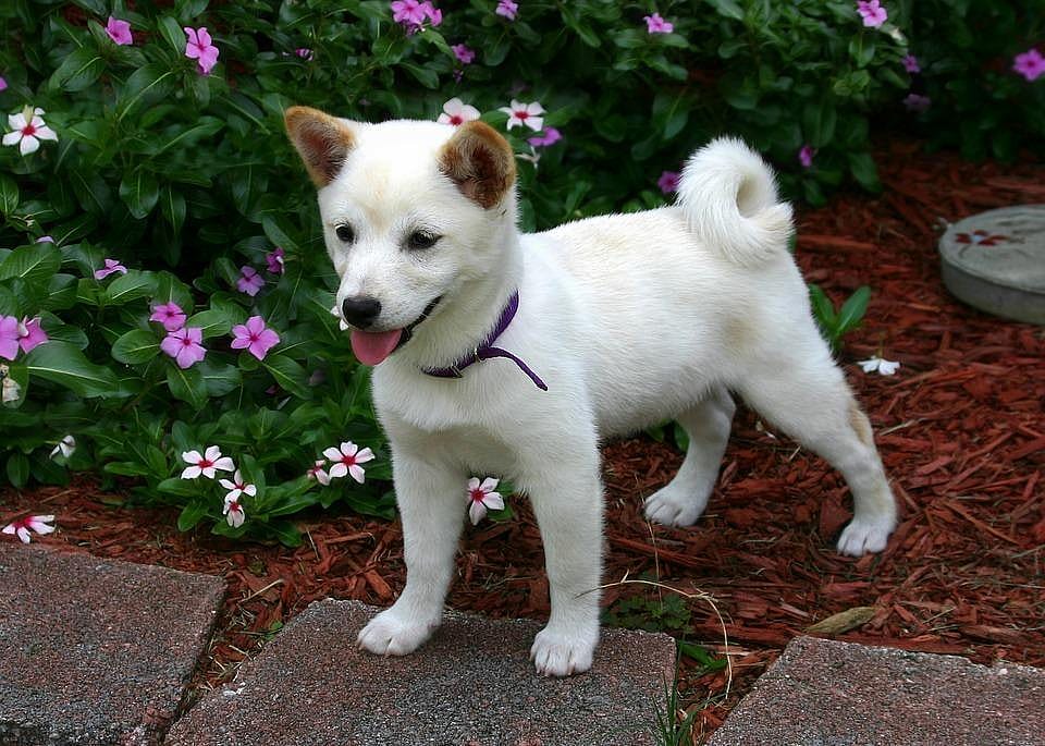 #46. Shiba Inu