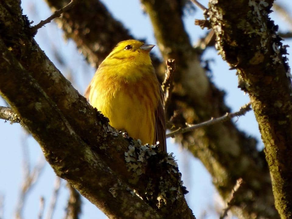 Nickname: The Yellowhammer State