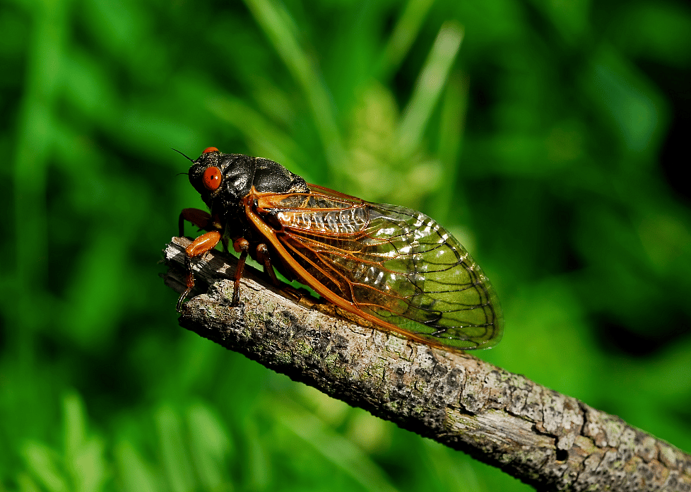 Close up of a cicada on a tree branch.