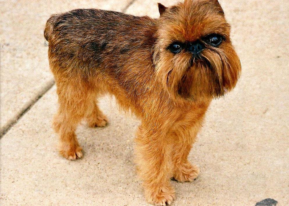 #6. Brussels griffon (tie)